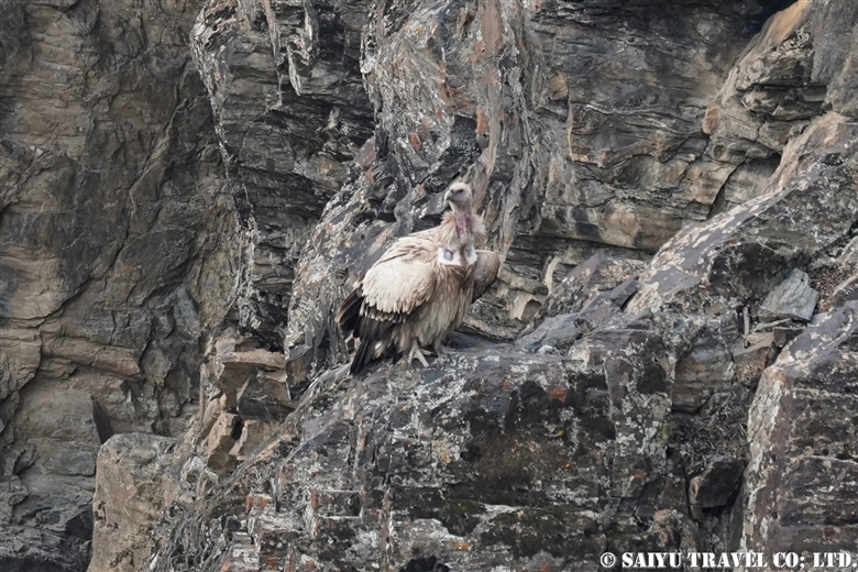 ヒマラヤハゲワシ Himalayan griffon vulture （チトラル・ゴル国立公園）